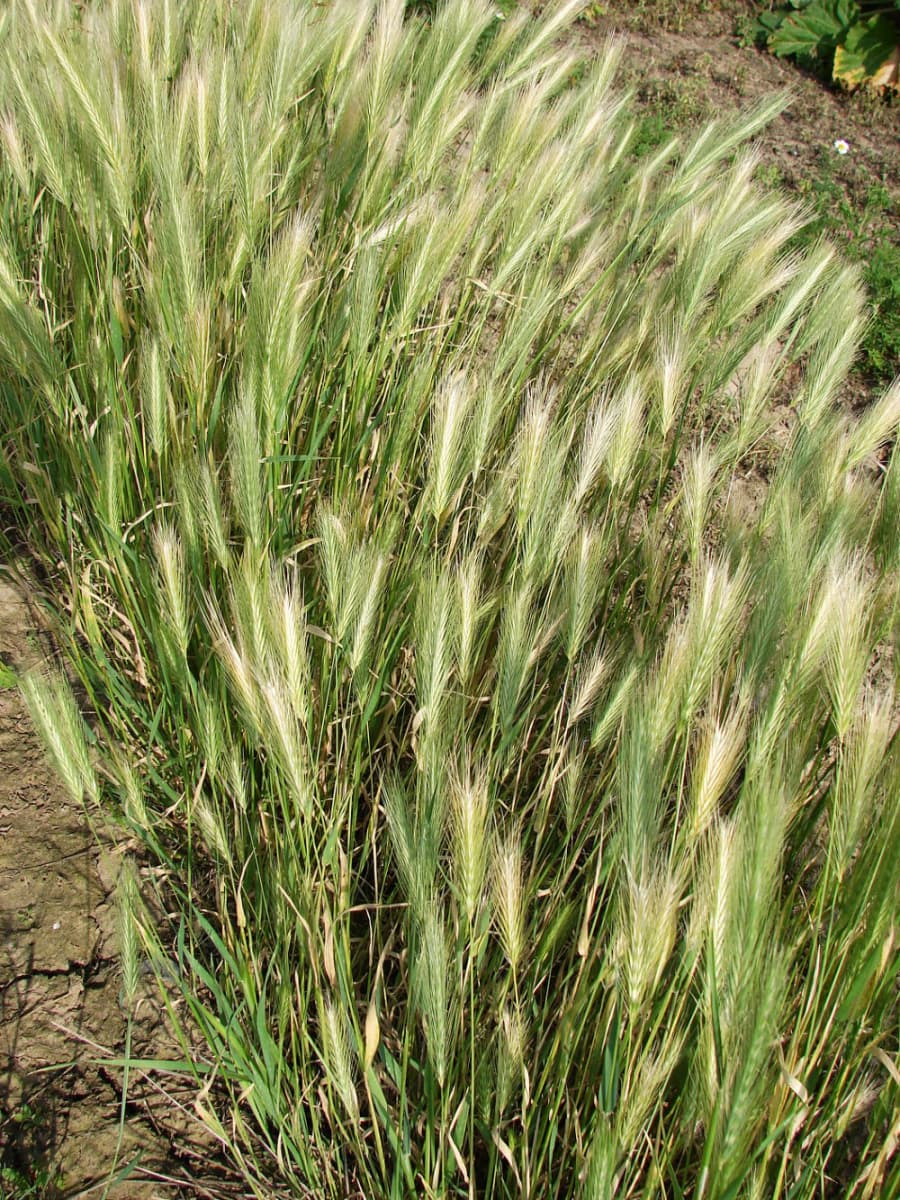 2025-07-17-Osiny-jecmen-mysi_Hordeum-murinum.jpg
